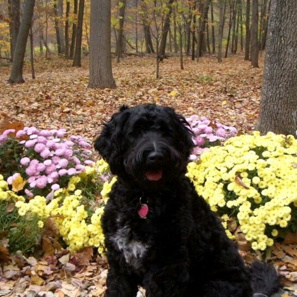 Meet your Posher, Billie - Picture 1 of 1